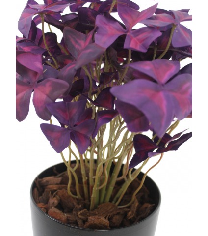 Oxalis triangulaire artificiel
