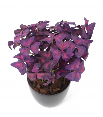 Oxalis triangulaire artificiel