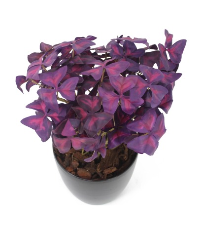 Oxalis triangulaire artificiel