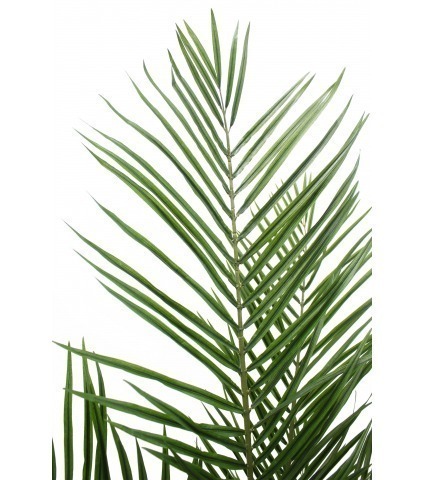 Palmier howea artificiel
