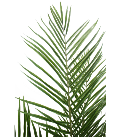 Palmier howea artificiel