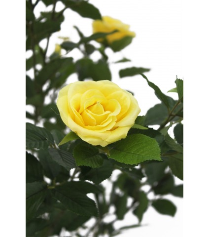 Grand rosier jaune artificiel