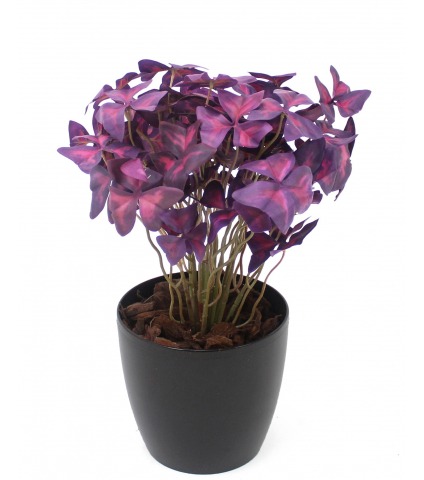 Oxalis triangulaire artificiel