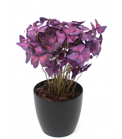 Oxalis triangulaire artificiel