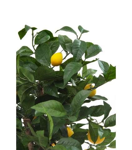 Petit citronnier artificiel