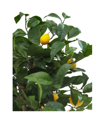 Petit citronnier artificiel
