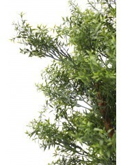 Eucalyptus artificiel cinq troncs