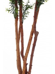 Eucalyptus artificiel cinq troncs