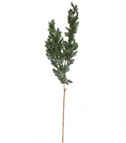 Branche de thuya artificielle
