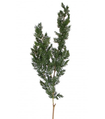 Branche de thuya artificielle