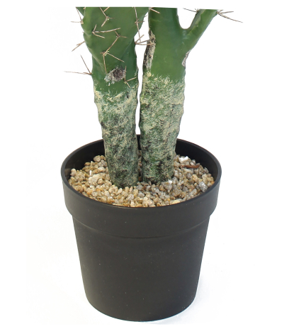 Pot