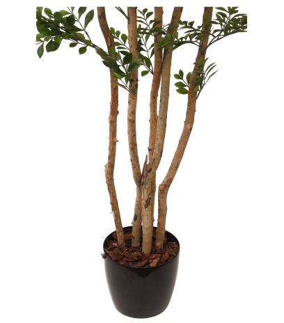 Acacia artificiel