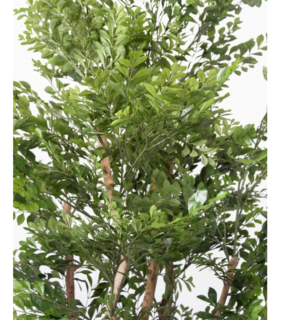 Acacia artificiel