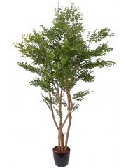 Acacia artificiel