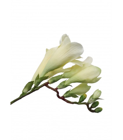 Freesia artificiel jaune vert