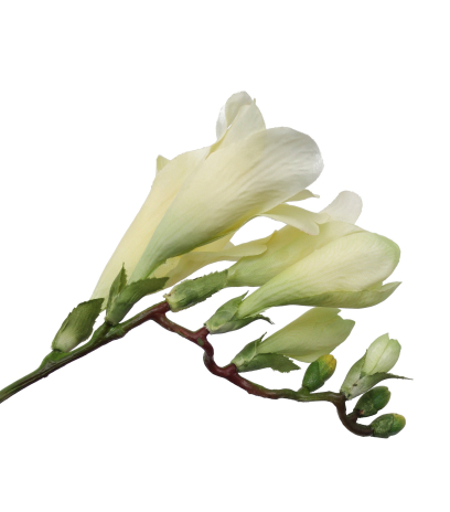 Freesia artificiel jaune vert