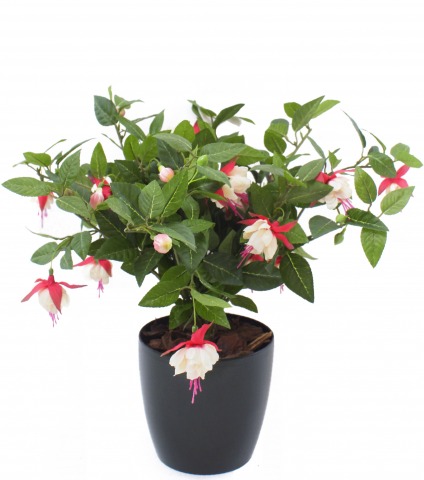 Chute de fuchsia artificielle rouge