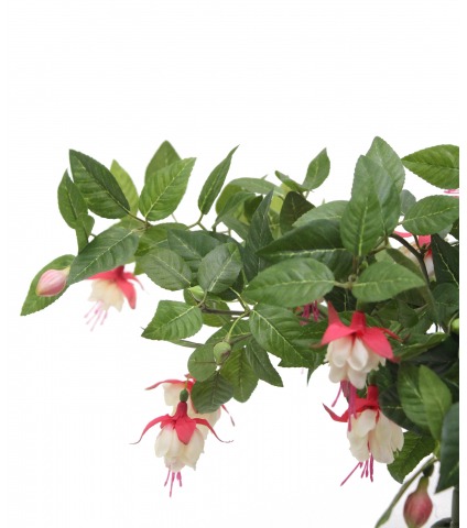 Chute de fuchsia artificielle rouge