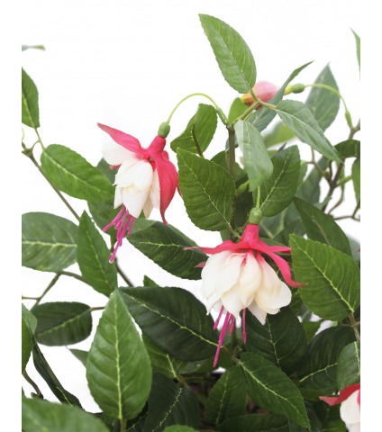 Chute de fuchsia artificielle rouge