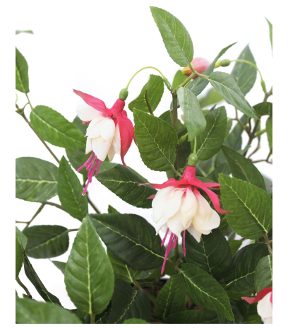 Chute de fuchsia artificielle rouge