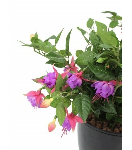 Chute de fuchsia artificielle