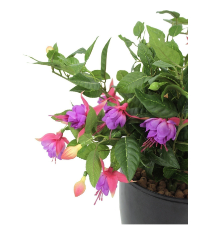 Chute de fuchsia artificielle