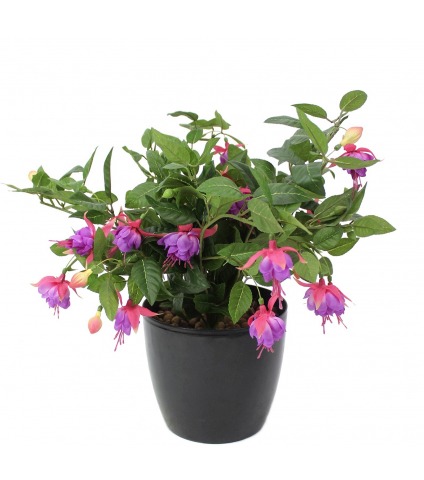 Chute de fuchsia artificielle