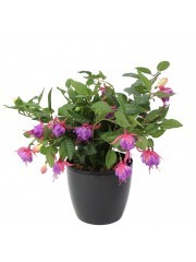 Chute de fuchsia artificielle