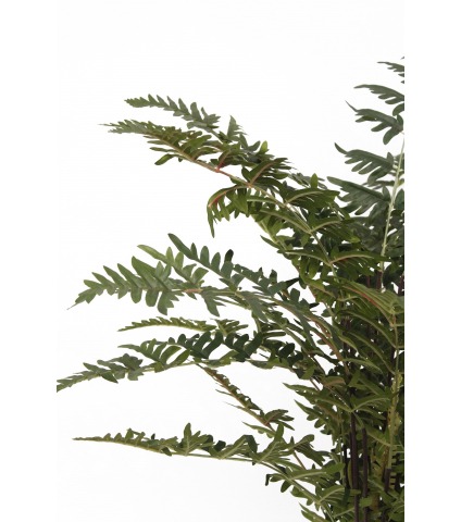 Fougère des bois artificielle