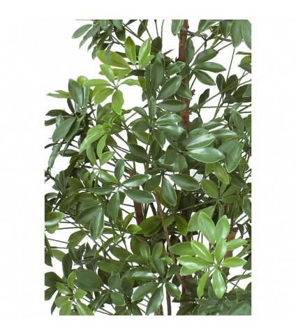 Oranger du Mexique artificiel