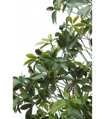 Oranger du Mexique artificiel