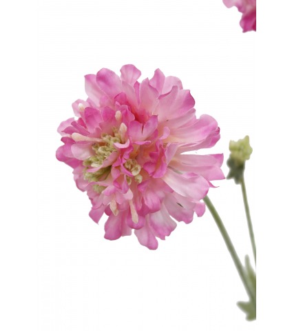 Scabieuse artificielle rose