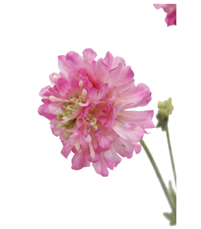 Scabieuse artificielle rose