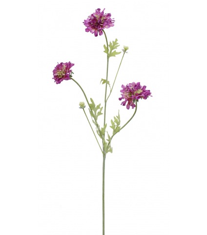 Scabieuse artificielle violette