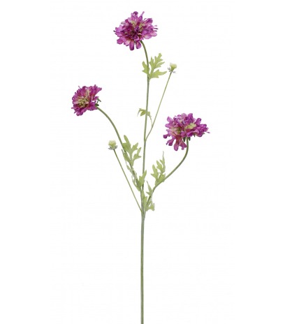 Scabieuse artificielle violette
