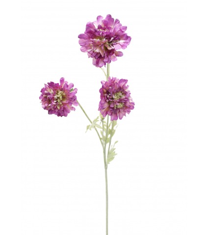 Scabieuse artificielle violette