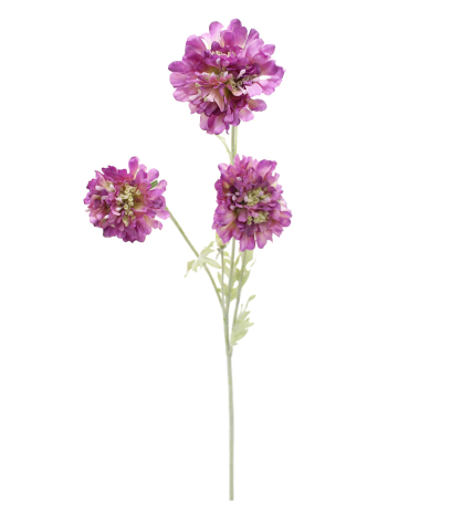 Scabieuse artificielle violette