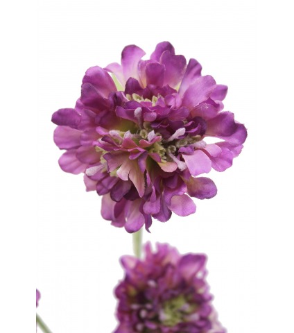 Scabieuse artificielle violette