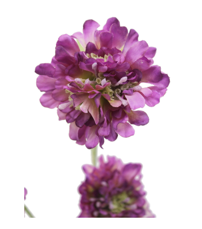 Scabieuse artificielle violette