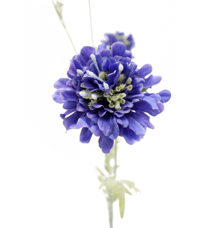 Scabieuse artificielle bleue