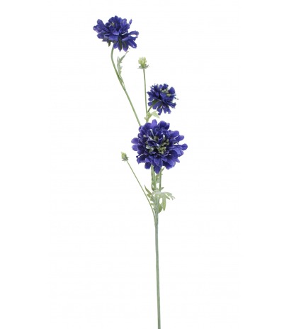 Scabieuse artificielle bleue