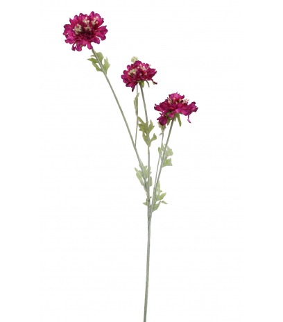 Scabieuse artificielle mauve