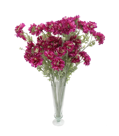 Scabieuse artificielle mauve