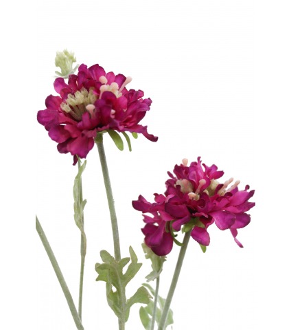 Scabieuse artificielle mauve