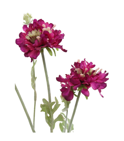 Scabieuse artificielle mauve