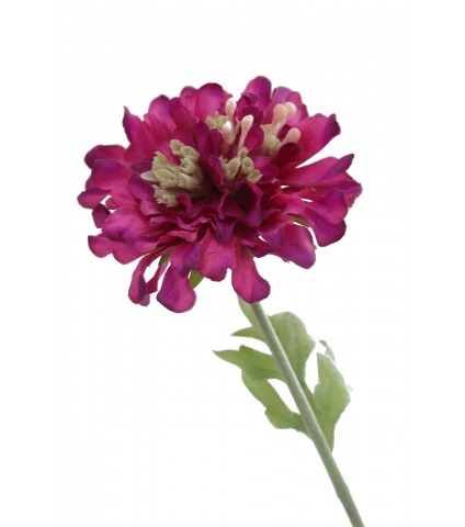 Scabieuse artificielle mauve