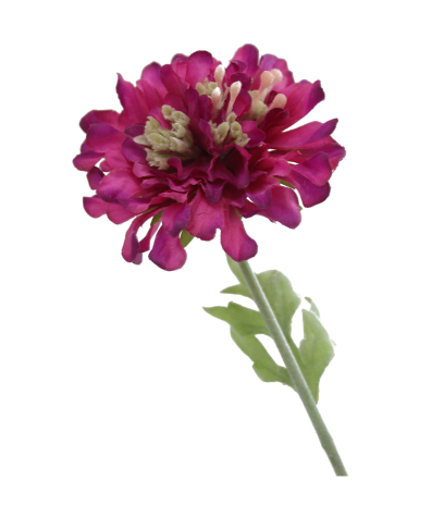 Scabieuse artificielle mauve