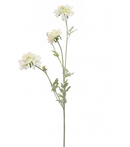 Scabieuse artificielle blanche