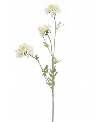 Scabieuse artificielle blanche