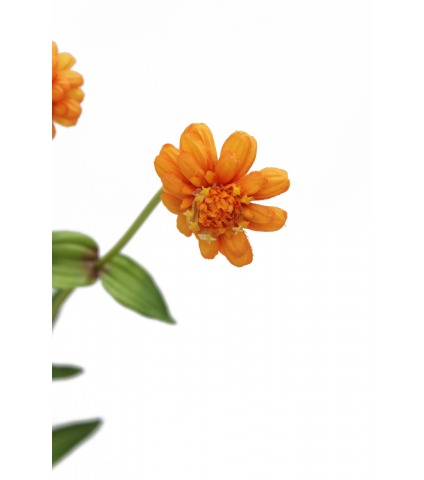 Zinnia artificiel orange